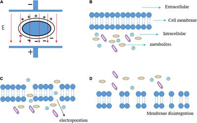 Potential applications of pulsed electric field in the fermented wine industry